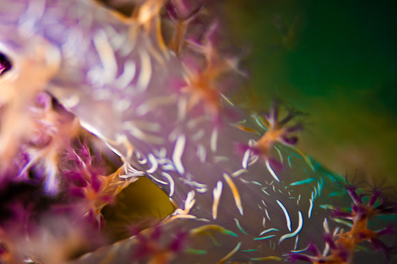 soft coral