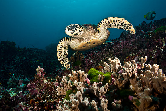 turtle
