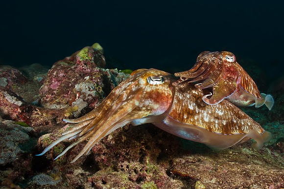 cuttlefish