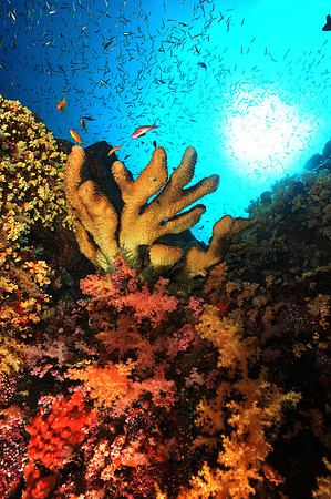 another Thailand reef scene