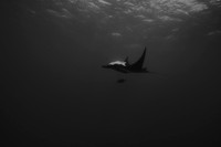 BAR_8268bw