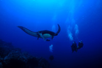 Giant Manta with Divers Socorro Islands.