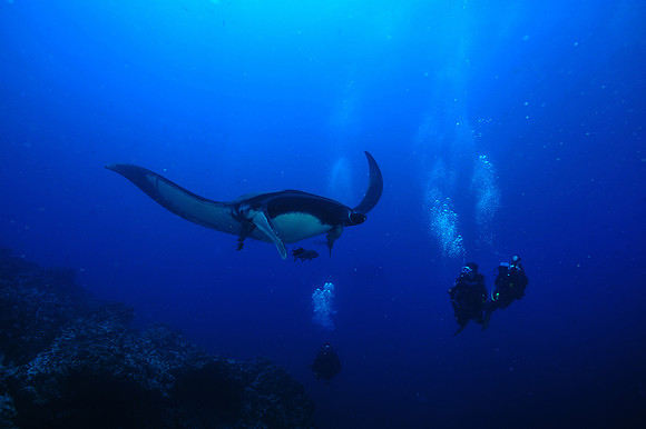 Giant Manta with Divers Socorro Islands.