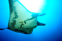 Giant manta Socorro Islands