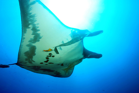 Giant manta Socorro Islands