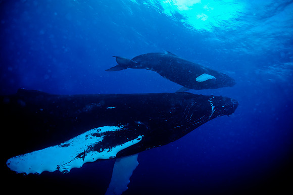 Humpback Whale and Calf