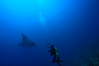 Giant Manta Ray being photographed