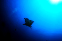 Giant Manta - Socorro Islands