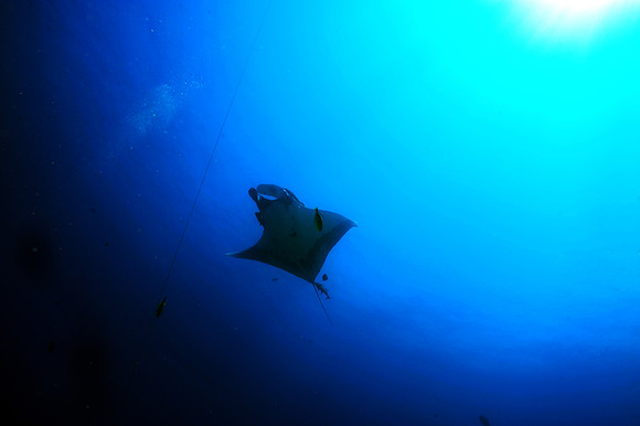 Giant Manta - Socorro Islands