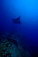 Giant Manta Socorro Islands below.