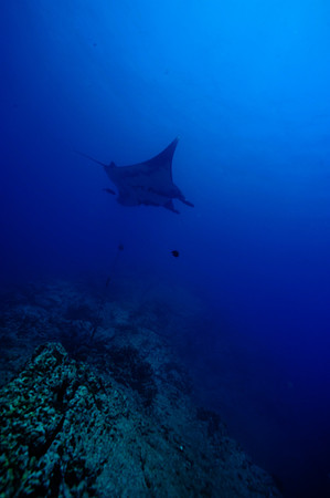 Giant Manta Socorro Islands below.