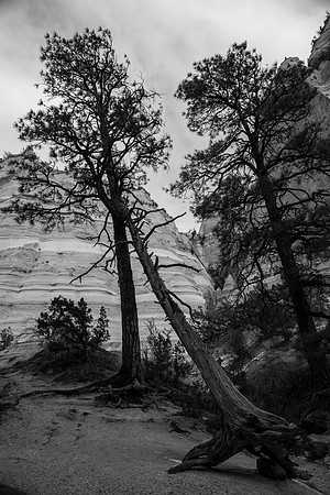 lazy-tree_BAR3876